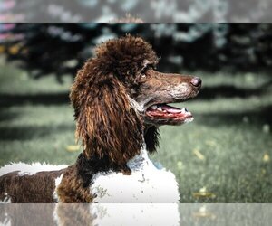 Father of the Bernedoodle puppies born on 09/15/2020