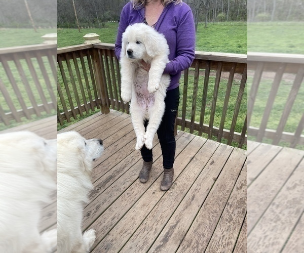 Medium Photo #8 Great Pyrenees Puppy For Sale in RED HOUSE, WV, USA