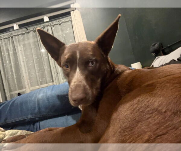 Medium Photo #4 Australian Kelpie-Unknown Mix Puppy For Sale in Canton, CT, USA