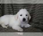 Small Photo #1 English Cream Golden Retriever Puppy For Sale in SHILOH, OH, USA