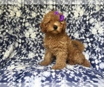 Small #4 Cavapoo
