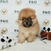 Small #1 Pomeranian