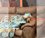 Small #4 American Pit Bull Terrier