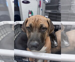 Mastiff-Unknown Mix Dogs for adoption in Oklahoma City, OK, USA