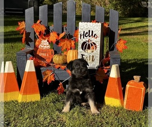 German Shepherd Dog Puppy for sale in VOLANT, PA, USA