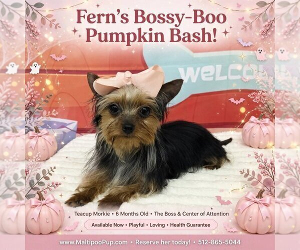 Medium Photo #1 Morkie Puppy For Sale in TAYLOR, TX, USA