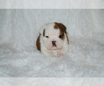 Small Photo #2 English Bulldog Puppy For Sale in NORCO, CA, USA