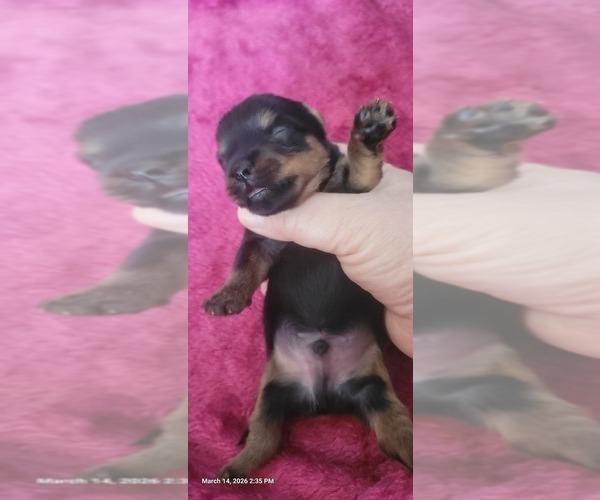 Medium Photo #131 Yorkshire Terrier Puppy For Sale in AKRON, OH, USA