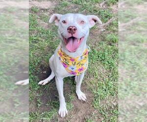 Mutt Dogs for adoption in Tulsa, OK, USA