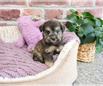 Small #1 Schnauzer (Miniature)