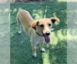 Small #4 Whippet Mix