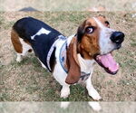 Small #4 Basset Hound