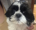 Small Shih Tzu