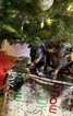 Small Photo #23 Miniature Pinscher Puppy For Sale in BULGER, PA, USA