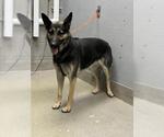 Small German Shepherd Dog Mix
