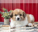 Small Photo #15 Australian Shepherd Puppy For Sale in GREENFIELD, OH, USA