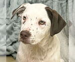 Small Photo #1  Puppy For Sale in , 