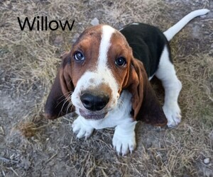Basset Hound Puppy for sale in MOUNTAIN VIEW, AR, USA