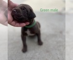 Small Photo #3 German Shorthaired Pointer Puppy For Sale in CORONA, CA, USA