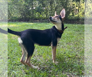 RUBY RED HOPE - Female German Shepherd Dog-Unknown Mix Dog for Adoption - Photo #2