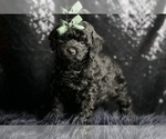 Small Photo #6 Poodle (Miniature) Puppy For Sale in WARSAW, IN, USA