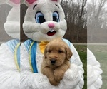 Small #6 Golden Retriever