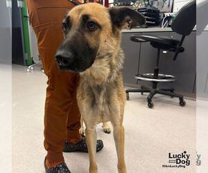 Piggy - Female German Shepherd Dog-Unknown Mix Dog for Adoption - Photo #2
