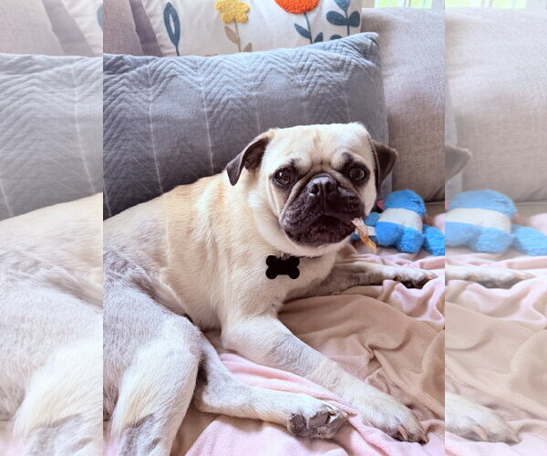 Medium Photo #4 Pug Puppy For Sale in Davis, CA, USA
