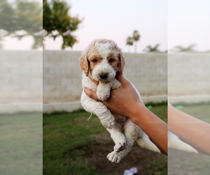 Goldendoodle Puppy for sale in BAKERSFIELD, CA, USA