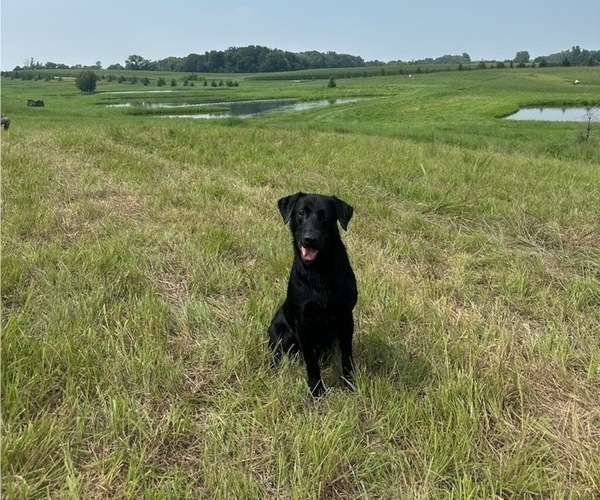 Medium Photo #4 Labrador Retriever Puppy For Sale in COMFORT, TX, USA