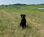 Small #3 Labrador Retriever