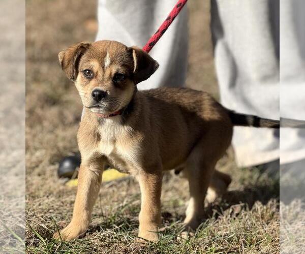 Medium Photo #2 Labrador Retriever-Unknown Mix Puppy For Sale in Yardley, PA, USA