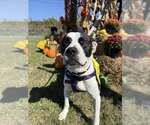 Small #1 American Pit Bull Terrier