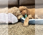 Small Photo #20 Cock-A-Poo-Goldendoodle Mix Puppy For Sale in CONCORD TWP, OH, USA