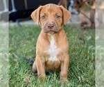 Fiji Pup - Bula - Female Colonial Cocker Spaniel-Unknown Mix Dog for Adoption - Small photo