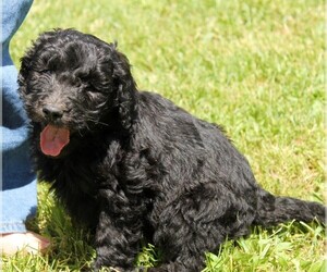 Poodle (Standard)-Saint Berdoodle Mix Puppy for sale in CLAYTON, WA, USA