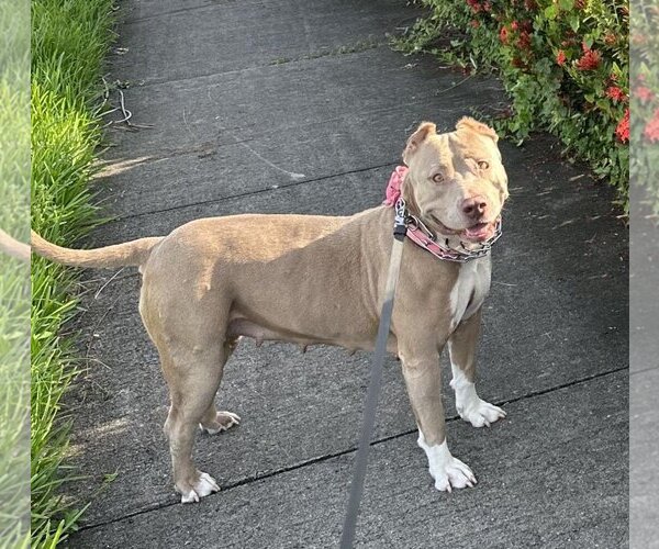 Medium Photo #5 Mutt Puppy For Sale in Miami, FL, USA