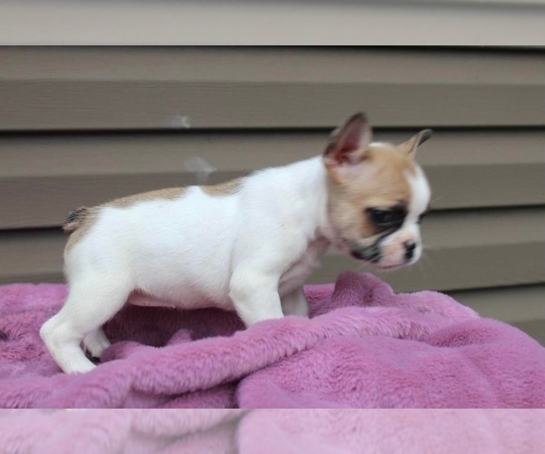 Medium Photo #4 French Bulldog Puppy For Sale in LIBERTY, KY, USA