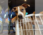 Small #16 American Bulldog Mix