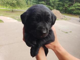 Labrador Retriever Puppy for sale in CADOTT, WI, USA