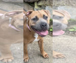 Small #1 Boxer Mix