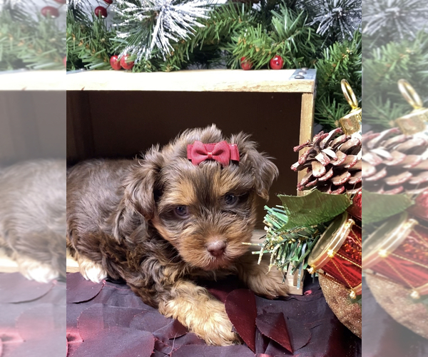 Medium Photo #2 Shorkie Tzu-Yorkshire Terrier Mix Puppy For Sale in SELLERSBURG, IN, USA