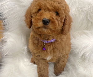 Goldendoodle (Miniature) Puppy for sale in NOVI, MI, USA