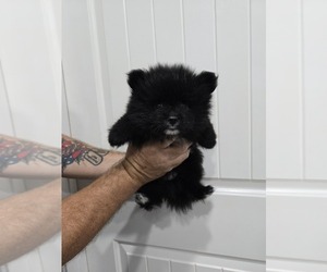 Pomeranian Litter for sale in HARKER HEIGHTS, TX, USA