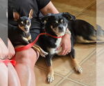 Small #1 Chihuahua Mix