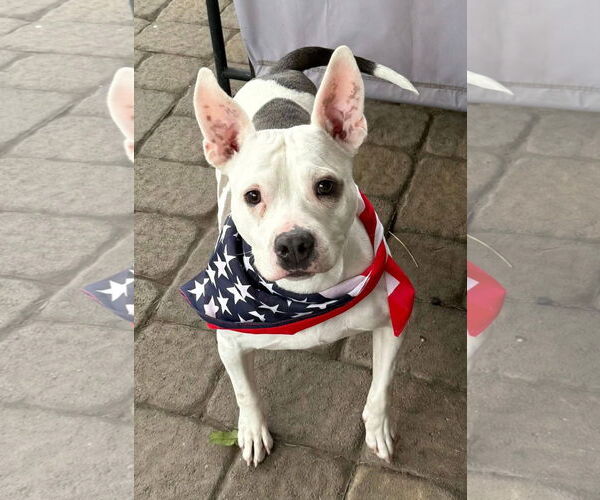 Medium Photo #2 Chihuahua-Unknown Mix Puppy For Sale in Walnutport, PA, USA