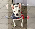 Small #1 Chihuahua Mix