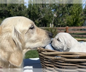 English Cream Golden Retriever Litter for sale in PARKER, CO, USA