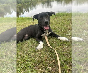 Bulldog-Labrador Retriever Mix Dogs for adoption in Tarrytown, GA, USA