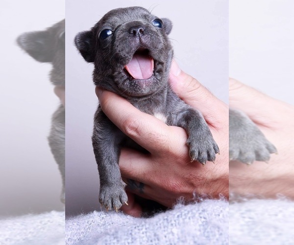Medium Photo #2 French Bulldog Puppy For Sale in BERWYN, IL, USA